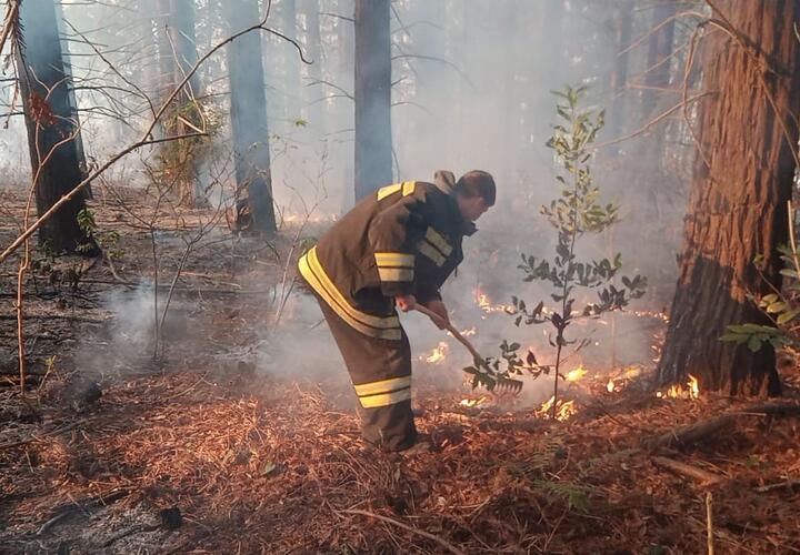 В Краснодарском крае растет площадь лесных пожаров