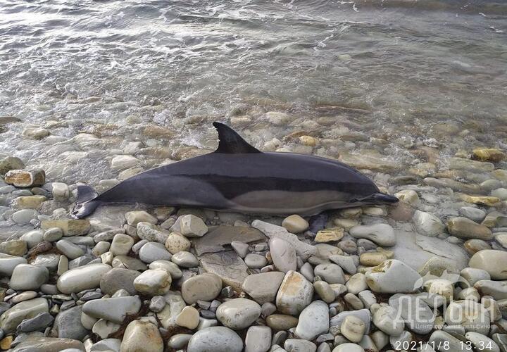 В Краснодарском крае за восемь дней обнаружили 15 погибших дельфинов 