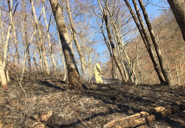 В Сочи два из трех лесных пожаров ликвидированы