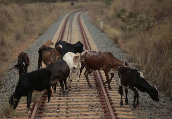 В Сочи поезд протаранил стадо коров