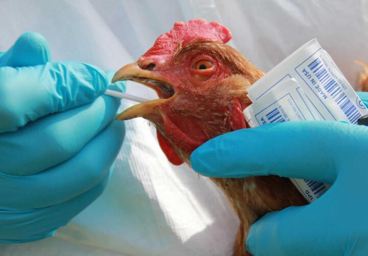 Первый в мире случай заражения птичьим гриппом человека выявлен на юге России