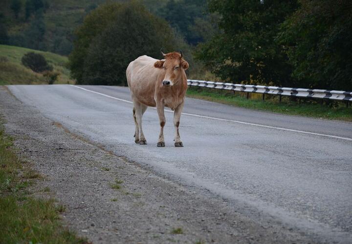 В Сочи на трассе сбили двух коров (ВИДЕО)
