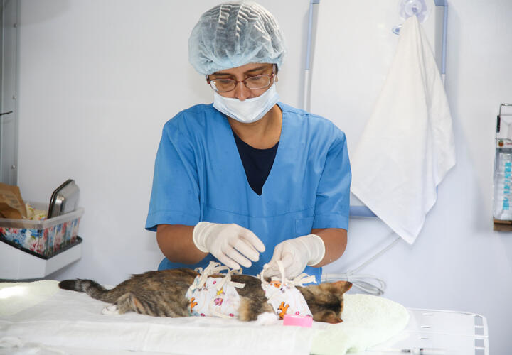 Ветмобиль «Поводог» для стерилизации животных курсирует по Кубани