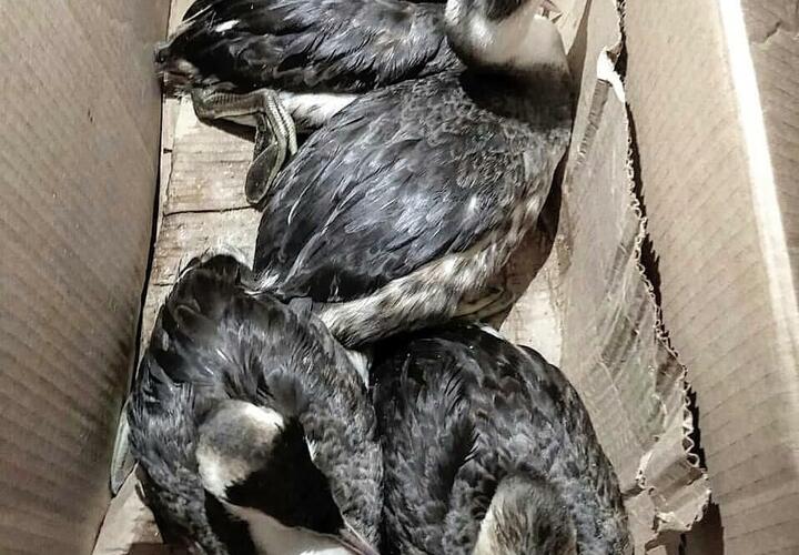 Орнитолог из Анапы объяснила причины массовой гибели птиц зимой
