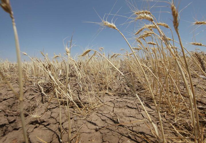 Синоптик предсказал грядущую засуху на юге России