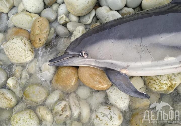 В феврале в Краснодарском крае нашли 50, а в марте 33 мертвых дельфина