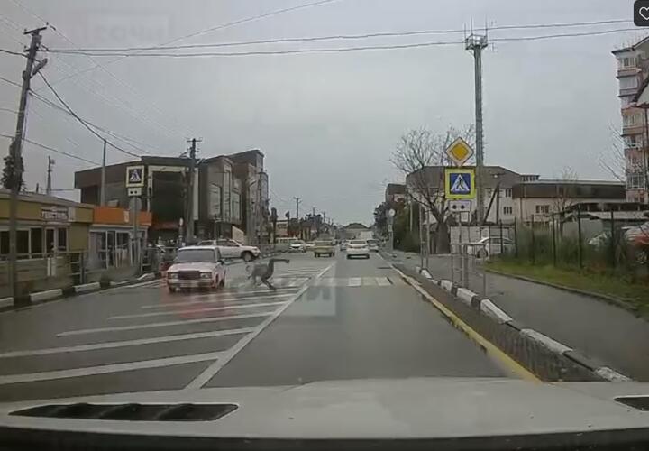 В Сочи «семерка» сбила мужчину на пешеходном переходе (ВИДЕО)
