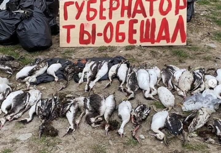 Жители Новороссийска убирали с пляжа мертвых птиц и мусор