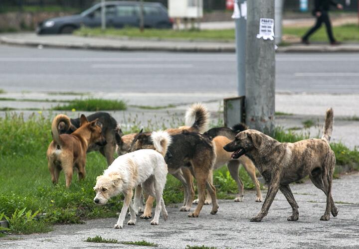 Краснодарский край вошел в тройку антилидеров по числу бродячих собак