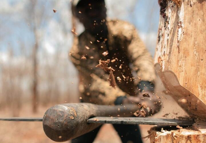 В Краснодарском крае черные лесорубы погубили более 60 деревьев