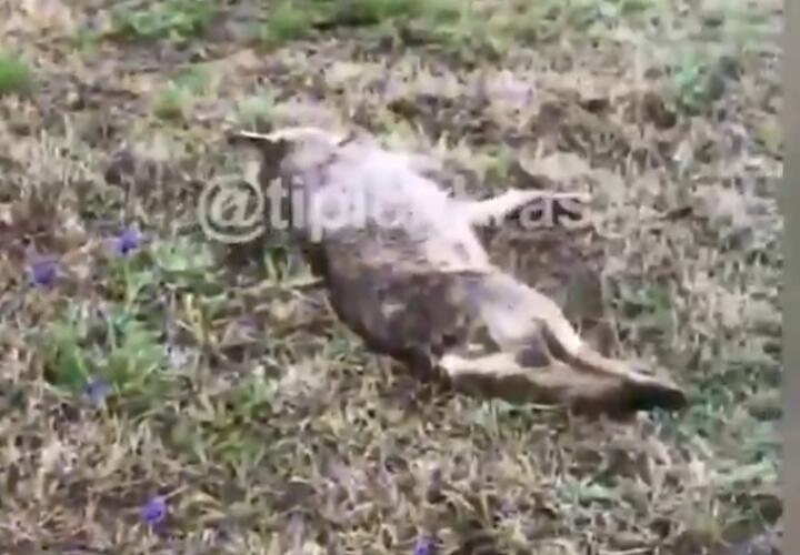 В Краснодарском крае обнаружили десятки убитых волков и лис ВИДЕО
