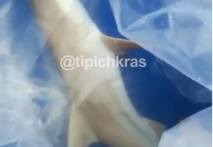В Краснодарском крае умерла акула, которую везли в океанариум
