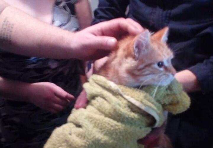 В Новороссийске почти неделю кот просидел в ливневке