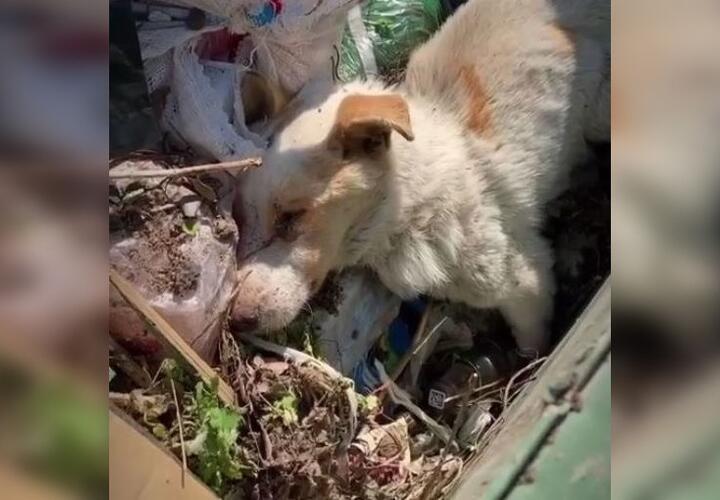 Глава хутора выбросил умирающего пса в мусорный бак ВИДЕО