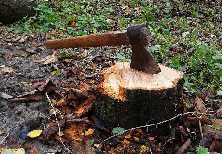 Краснодарском крае «черные» лесорубы спилили шесть дубов