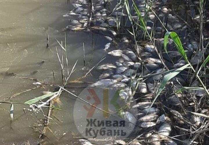 Массовый замор рыбы обнаружили в одном из районов Кубани