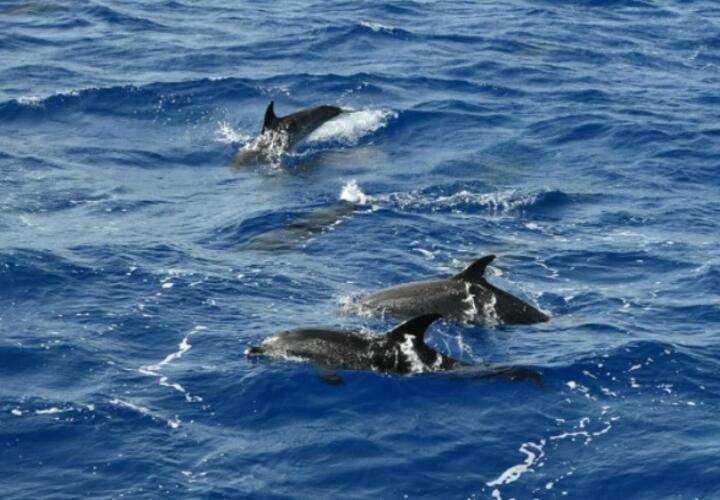Под Анапой обнаружена многочисленная стая дельфинов ВИДЕО