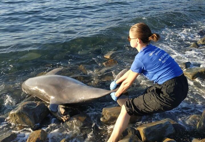 У берегов Анапы обнаружили тела молодых дельфинов