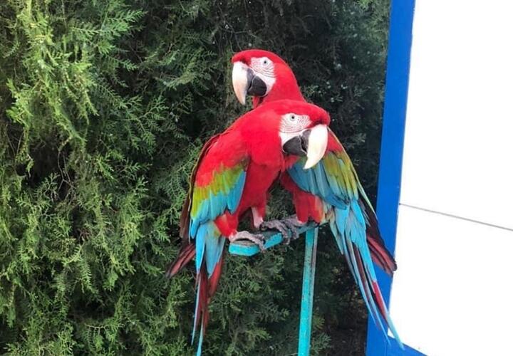 В Анапе уличный фотограф лишился попугаев