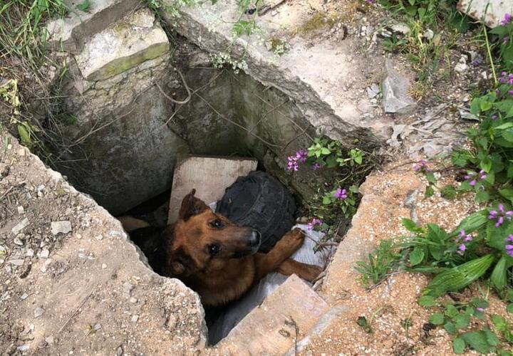 В Новороссийске собака провела больше суток в бетонной яме