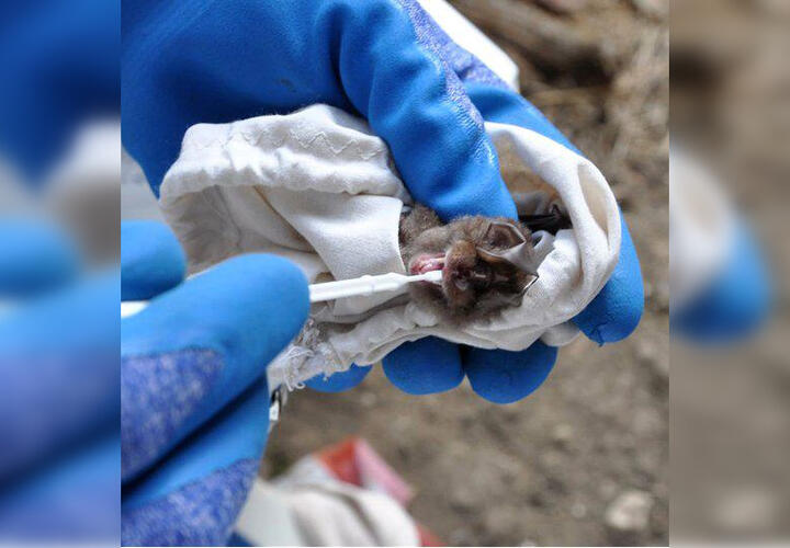 В Сочи у летучих мышей нашли коронавирус
