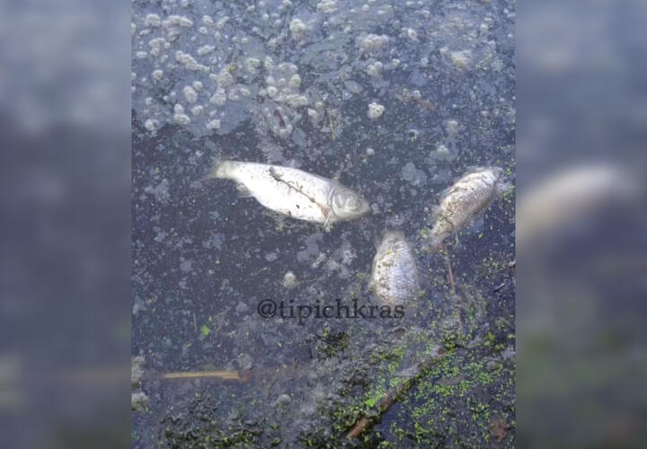 На Карасунах жители Краснодара обнаружили мертвую рыбу ВИДЕО