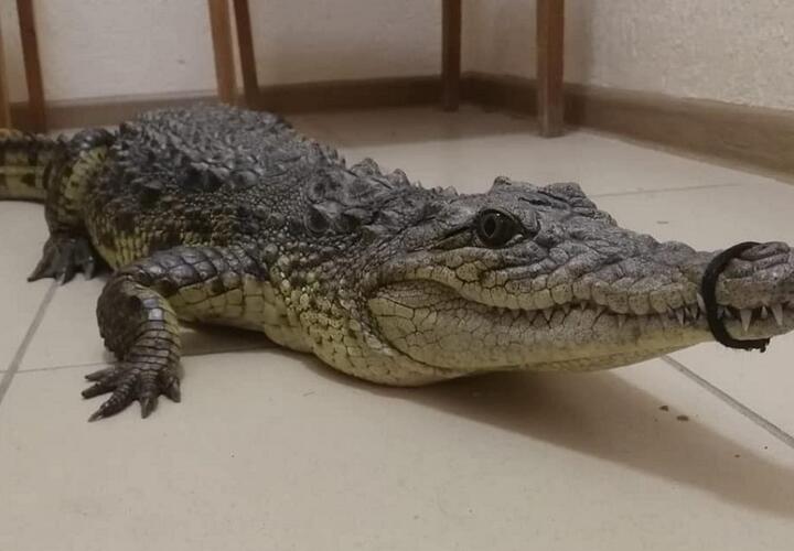 В Анапе от рук фотографа-живодера спасли крокодила ВИДЕО