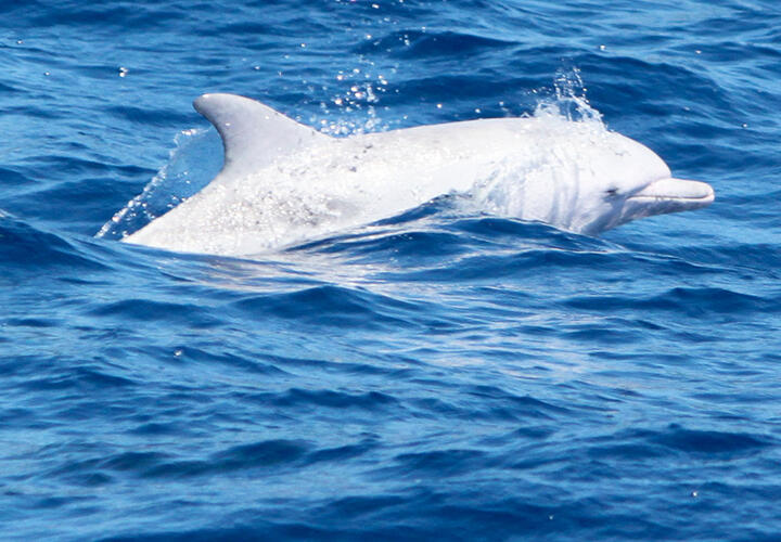 В Анапе сняли на видео уникального дельфина