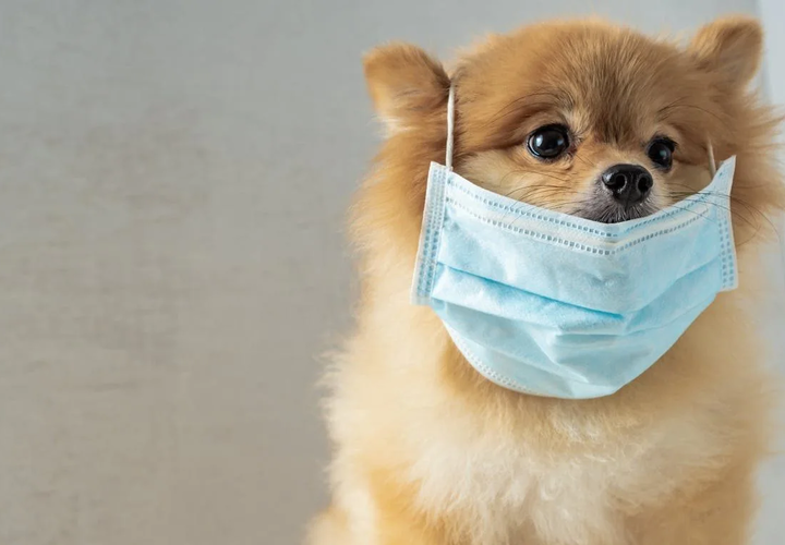 В Краснодарском крае домашних собак и кошек привьют от коронавируса