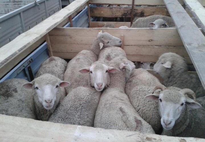 На Кубани 50 овец перевозили без ветеринарных документов