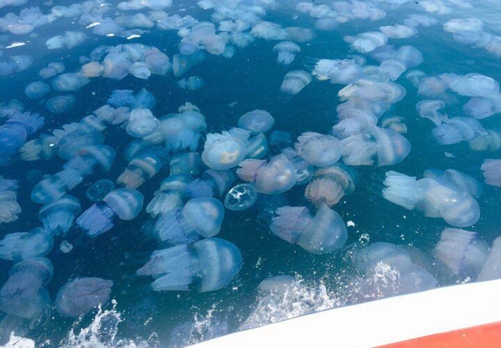 Специалисты назвали причину «медузных вечеринок» в Азовском море