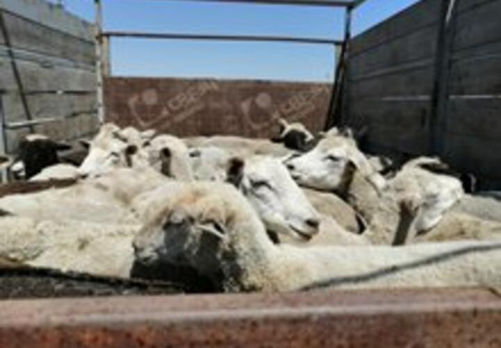 В Краснодарском крае пытались перевезти 27 овец без документов