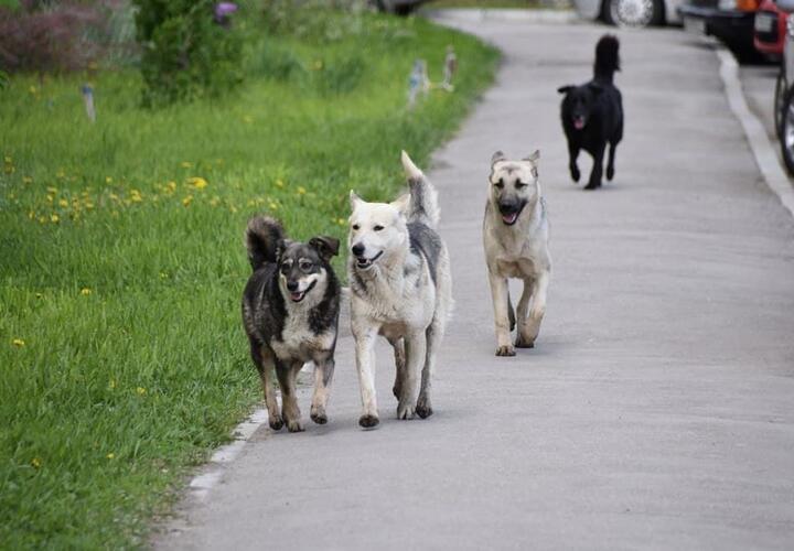 И снова здравствуйте: в Краснодаре пятьсот бродячих собак вернули на улицы