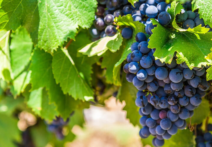 На Кубани Более 20 тонн зараженного винограда вернули в Турцию  