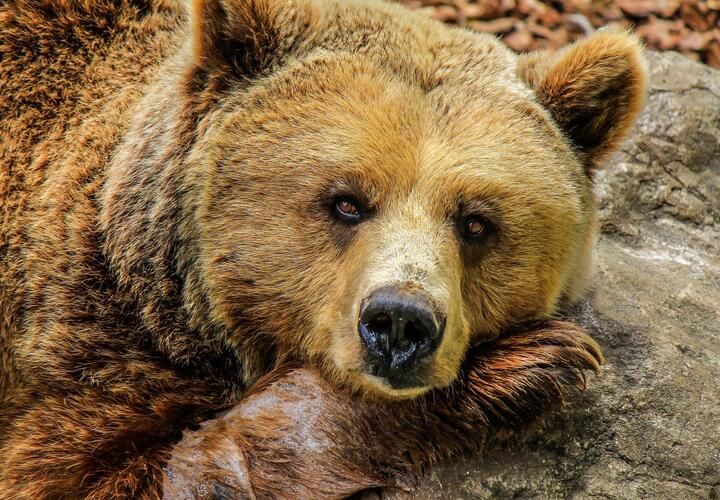 В горах Сочи медведь-хулиган разбил укулеле и разодрал четыре палатки