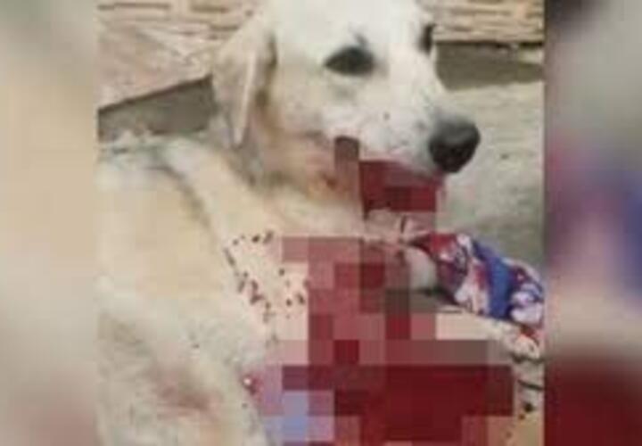 В Сочи возбуждено уголовное дело на живодера, забившего битой собаку 
