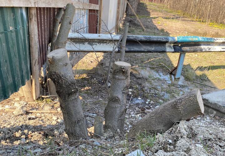 В Цемесской роще Новороссийске строители уничтожили деревья