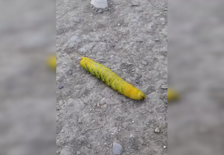Жители Анапы повстречали необычную гусеницу ВИДЕО