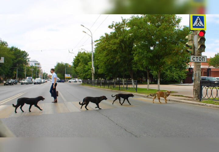 Мэр Краснодара раскритиковал себя и коллег по работе с бездомными животными