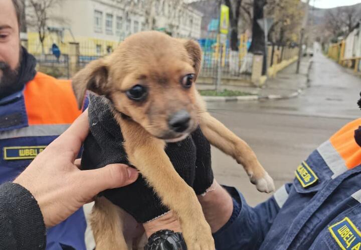 В Новороссийске под капотом иномарки нашли замерзшего щенка