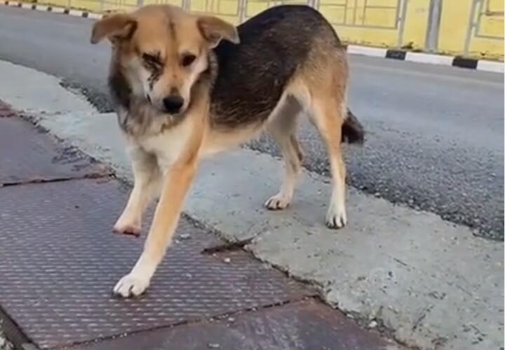 В Новороссийске спасли искалеченного пса