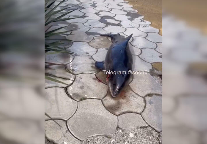 В Сочи мощный шторм выбросил дельфина под ноги горожан ВИДЕО