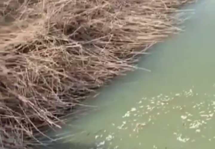 На Кубани снова заметили мертвую рыбу ВИДЕО