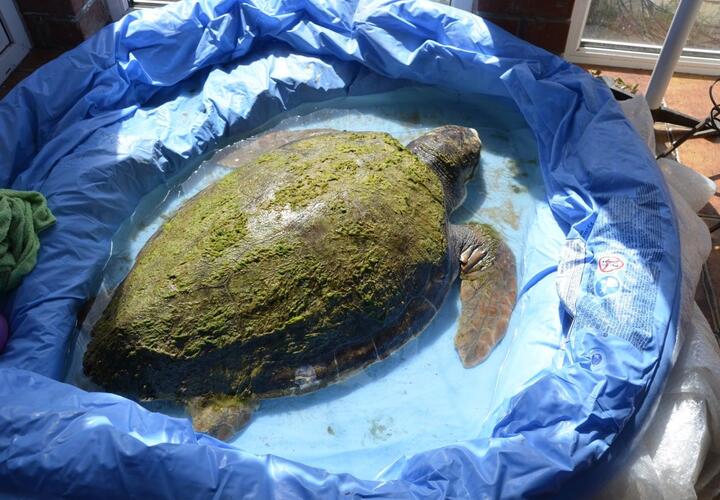 Найденная на пляже Анапы огромная черепаха погибла