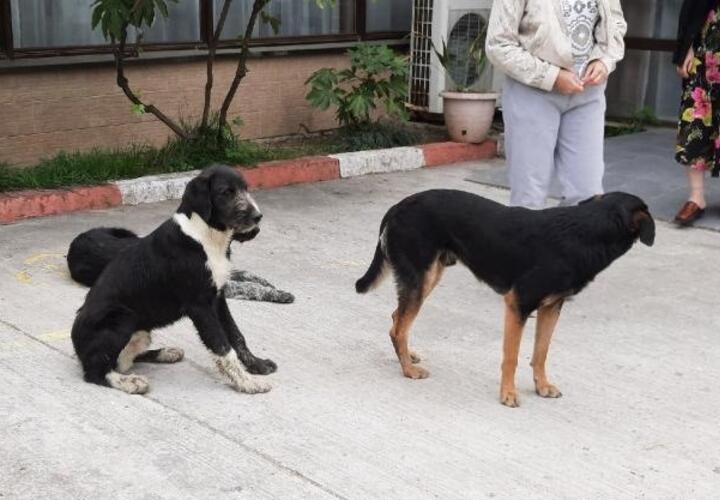 Родители участников шахматного турнира в Сочи, где собака загрызла девочку, рассказали подробности трагедии