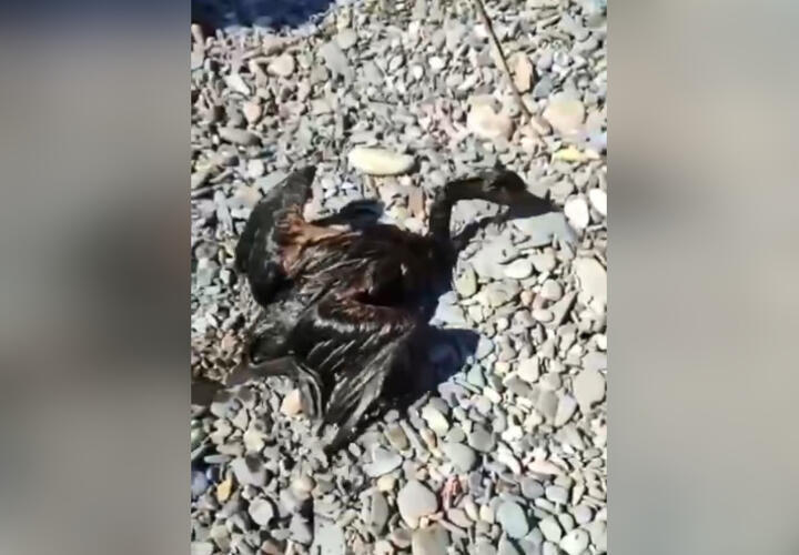 Росприроднадзор: в море под Анапой, где нашли испачканную мазутом птицу, нефти нет