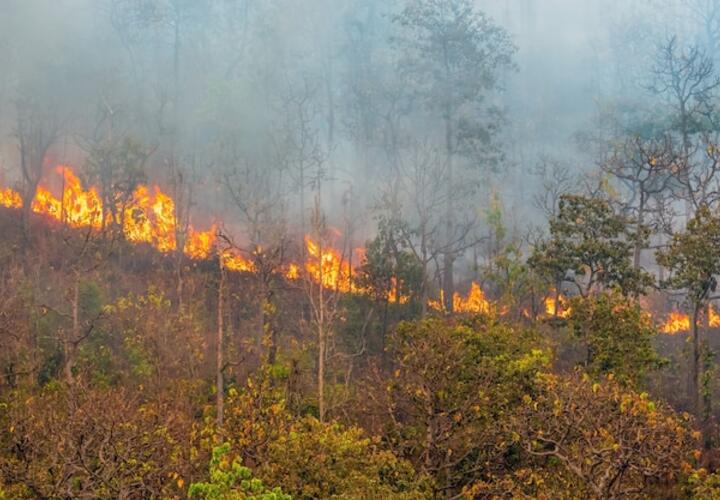 На Кубани в 4-х районах установлен высокий класс пожарной опасности