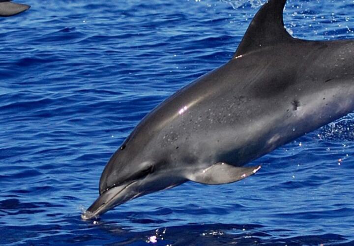 Росприроднадзор объяснил, почему на Кубани находят мертвых дельфинов