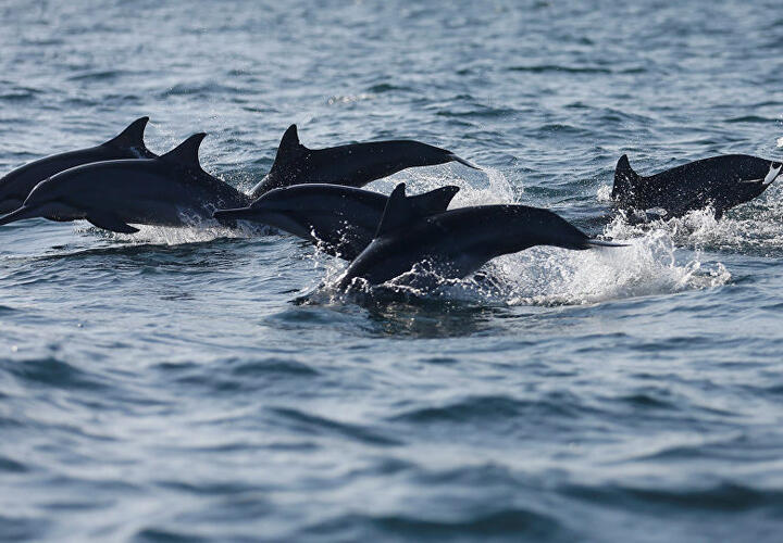 Специалисты сообщили о неизвестной эпидемии среди дельфинов в Сочи