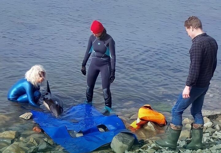 В Джубге погиб дельфин, которого пять дней пытались спасти волонтеры